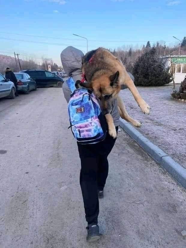 Que fotón, por favor. Una chica cargó más de 17 kilómetros a su perro (los ovejeros muy adultos tienen displasia de cadera) hasta la frontera de Ucrania con Polonia.