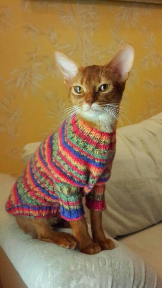 Нашёл ещё котёночка в свитере, сразу делюсь! Можно целый тред уже сделать. Как прошёл твой день, солнышко? Удалось отдохнуть вечером или загрузили по макушку? Обязательно ложись спать пораньше, чтобы выспаться. Сладких снов 💕💕
