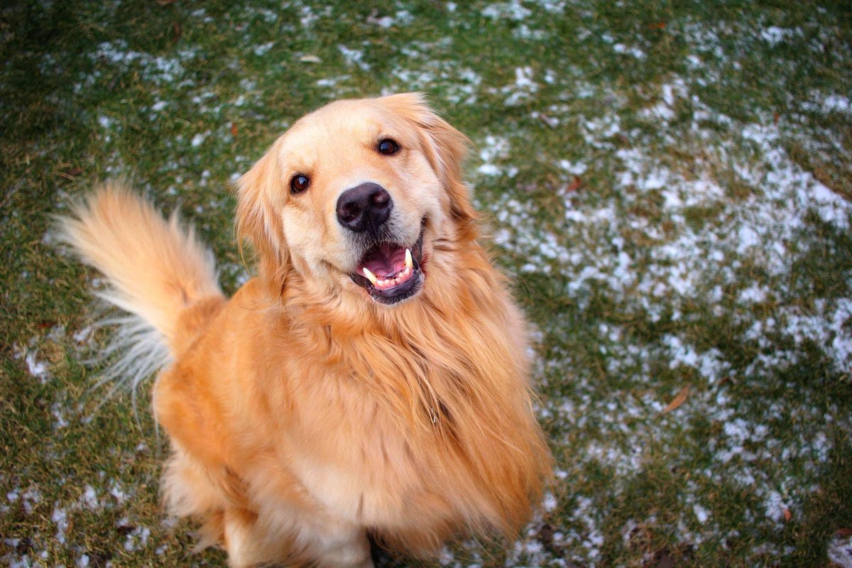 DavidBrownPXP's tweet photo. Our beautiful boy Comet loved treats, medium walks 😂, putting his face in your lap, & simply laying right next to you. He was loyal, he was true, and he was our best friend.
We love you buddy! Enjoy the endless yard & mountain of milkbones in the sky ❤️ 🐾 🦴 🐶 #RIPComet 14/14 https://t.co/Ax4CHZUEIw