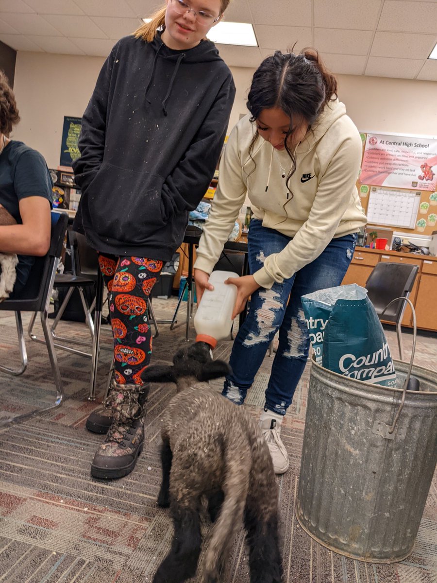 Sheep and goats today! Intro to ag is learning basic management and breed ID. Animal science classes are learning about sheep/goat reproductive tracts.