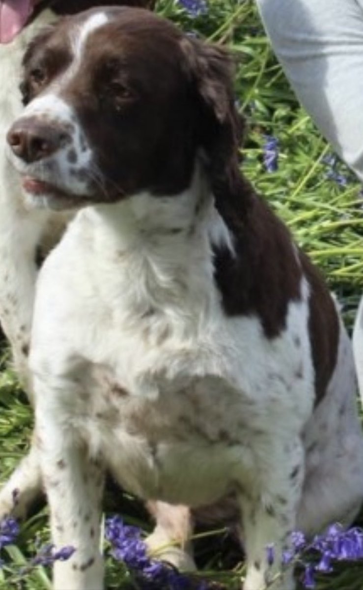 rosieDoc2's tweet photo. #SpanielHour
remember this little face
#findMax he went #missing Christmas Day 2015 😪
Missed so much
Loved so much
This family searched so much
No one came forward
#HR7
SOMEONE KNEW WHERE HE WENT
Male / adult NEUTERED/CHIPPED liver&white #ESS
https://t.co/xBLpXbgAQB https://t.co/H2zEYF7zV0
