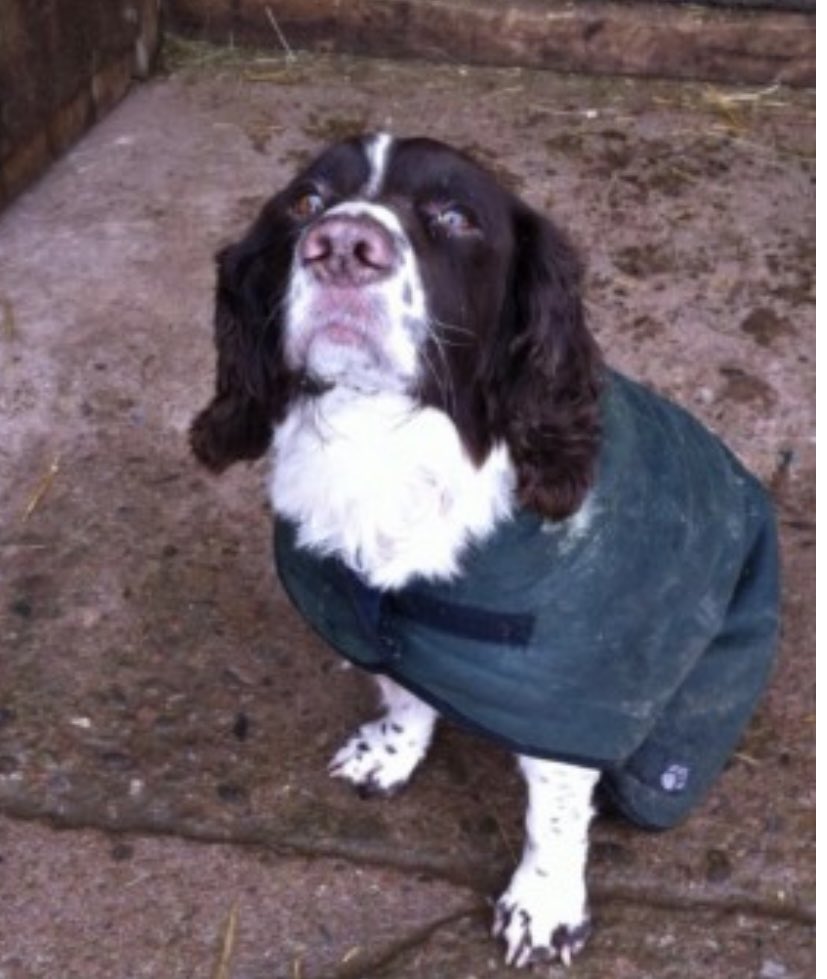rosieDoc2's tweet photo. #SpanielHour
remember this little face
#findMax he went #missing Christmas Day 2015 😪
Missed so much
Loved so much
This family searched so much
No one came forward
#HR7
SOMEONE KNEW WHERE HE WENT
Male / adult NEUTERED/CHIPPED liver&white #ESS
https://t.co/xBLpXbgAQB https://t.co/H2zEYF7zV0