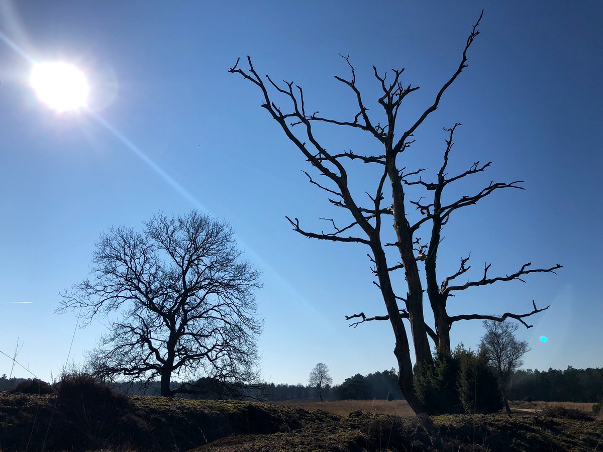 ClaraWilken's tweet photo. Met de #politiek het veld in! @FransvdVisse @progressiefe wilde zien welke effecten de overmaat aan #stikstof hebben op onze #natuur. #Vergrassing en dode #eiken zijn voor iedereen zichtbaar. Maar sterke #afname & #verdwijnen van >400 #soorten de laatste decennia valt minder op. https://t.co/KDjC7JK8JF