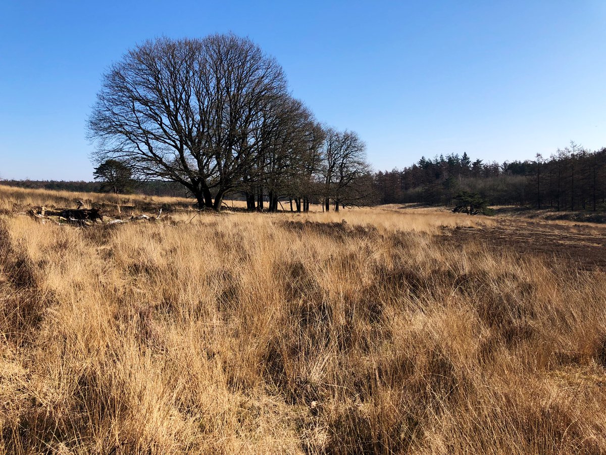 ClaraWilken's tweet photo. Met de #politiek het veld in! @FransvdVisse @progressiefe wilde zien welke effecten de overmaat aan #stikstof hebben op onze #natuur. #Vergrassing en dode #eiken zijn voor iedereen zichtbaar. Maar sterke #afname & #verdwijnen van >400 #soorten de laatste decennia valt minder op. https://t.co/KDjC7JK8JF