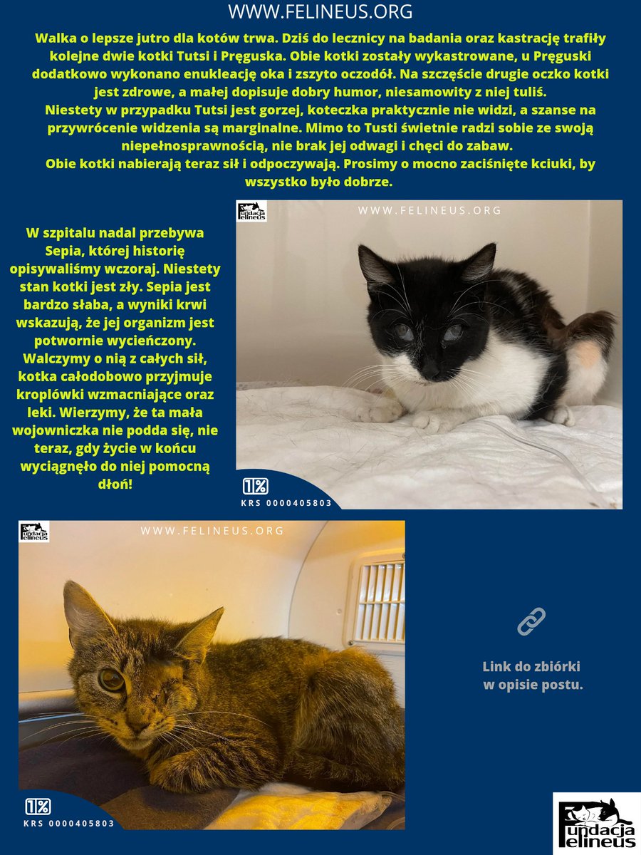 F_FELINEUS's tweet photo. Tylko wspólnymi siłami mamy szansę odmienić los tych kotów. Jeśli chcesz wspomóc kociaki wyrwane z piekła możesz to zrobić klikając w poniższy link:

https://t.co/CZ84B6PhDn

#kotyzinterwencji #koty #Sepia #Tutsi #Preguska #pomoz #uratuj #walkaozycie #felineus https://t.co/HU6V6yZNJv
