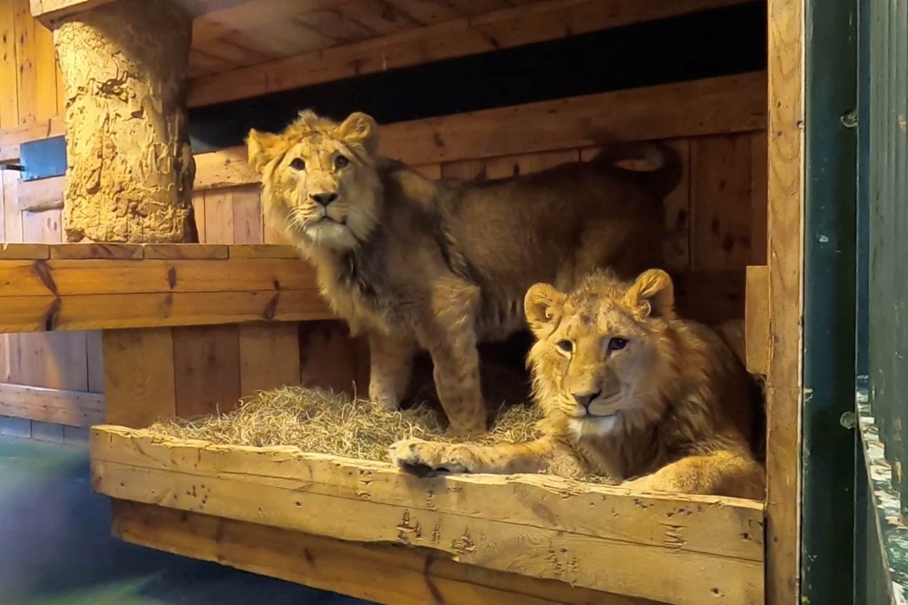 Twin lions fleeing Ukraine war arrive at Belgian refuge trib.al/R7EqzGF