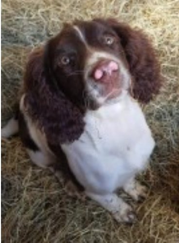 BEN #SpanielHour

Male #EnglishSpringerSpaniel Adult Liver and white Distinctive pink freckles on nose

#Missing 24 Sep 2020 #Oberstown #Rathfeight #CountyMeath #Ireland

doglost.co.uk/dog-blog.php?d…