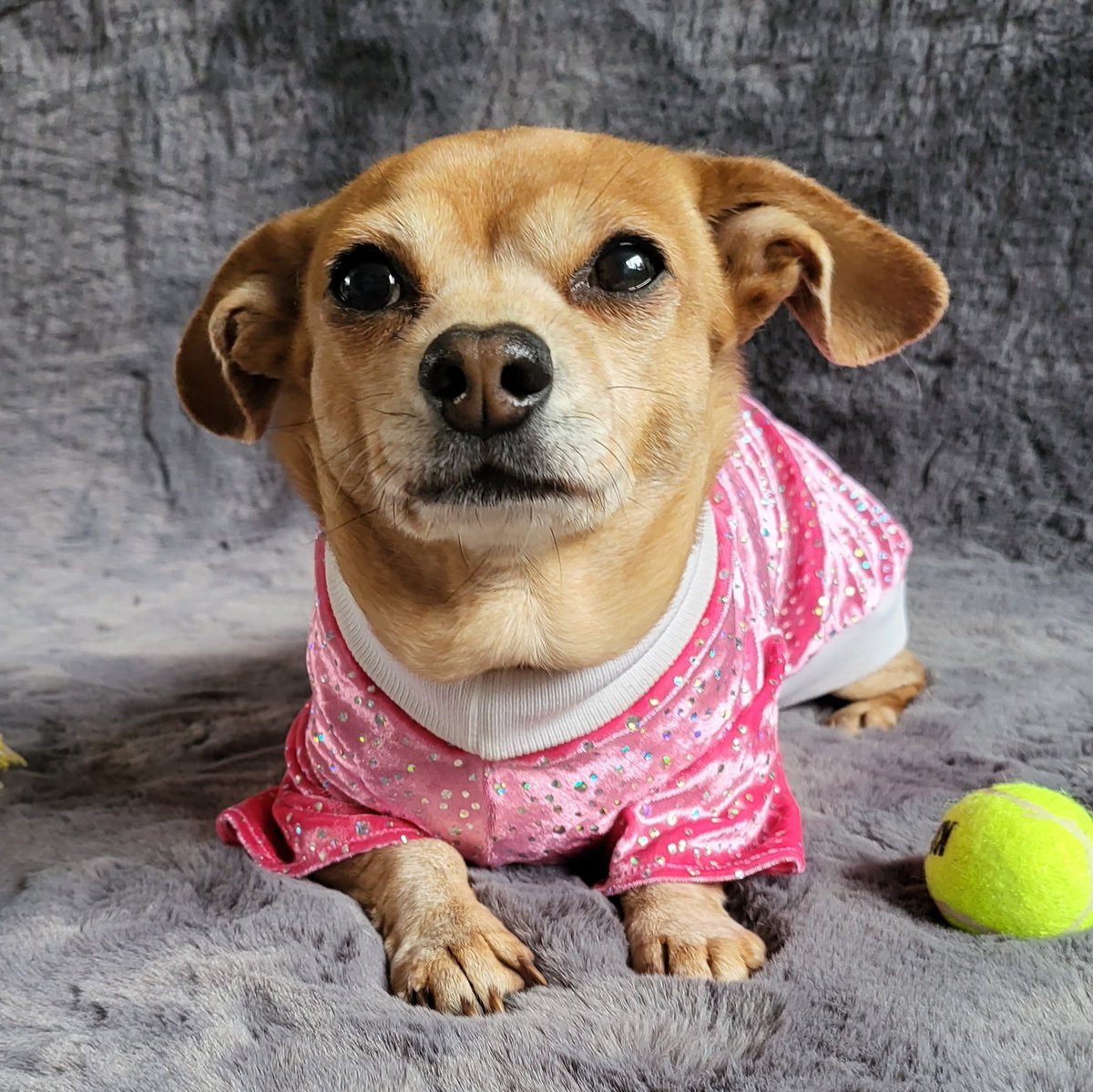 Pixie_popcorn's tweet image. #NewProfilePic #doesmybumlookbiginthis #cutedog #cutepup #chiweenie #mexicanhotdog #sausagedog #chihuahua #ukdogs #wearpink #sweeny #dogmom #dogmodel #designerdog #custompet #petfashion