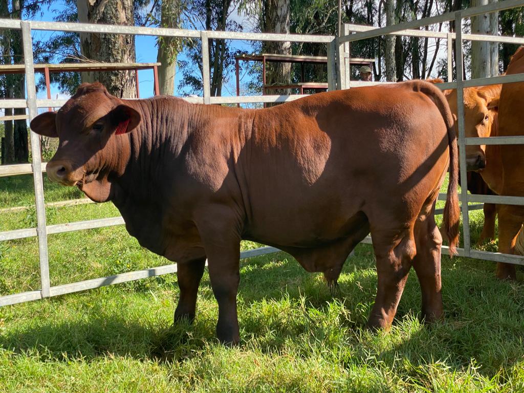 NdumisoGule1's tweet image. Top Beefmaster Genetics in Eastern Cape