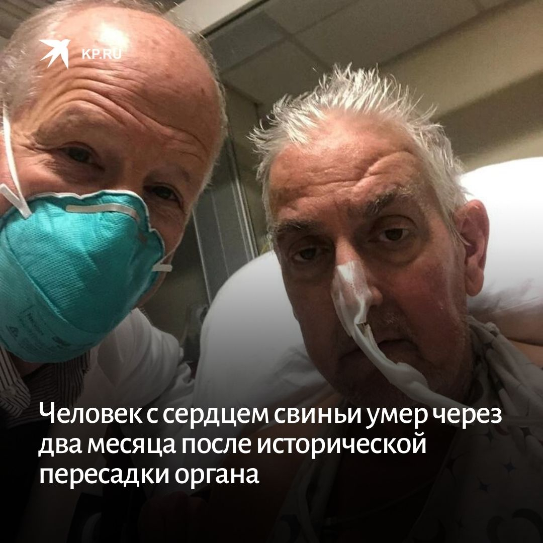 kpru's tweet photo. Несмотря на то, что спустя два месяца после трансплантации сердца генно-модифицированной свиньи пациент скончался, врачи расценивают экспериментальную операцию, как большой успех: https://t.co/izgnlIJBIc https://t.co/U5mVIf1eK3