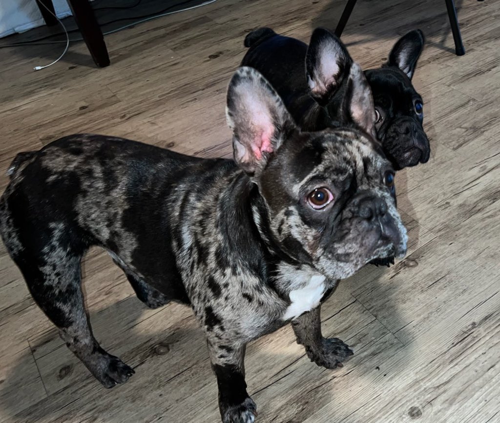 HalftimeMerle's tweet image. Just stopping by to say 👋 twitter 😌#DogsofTwittter #Frenchie #frenchbulldog #puppy