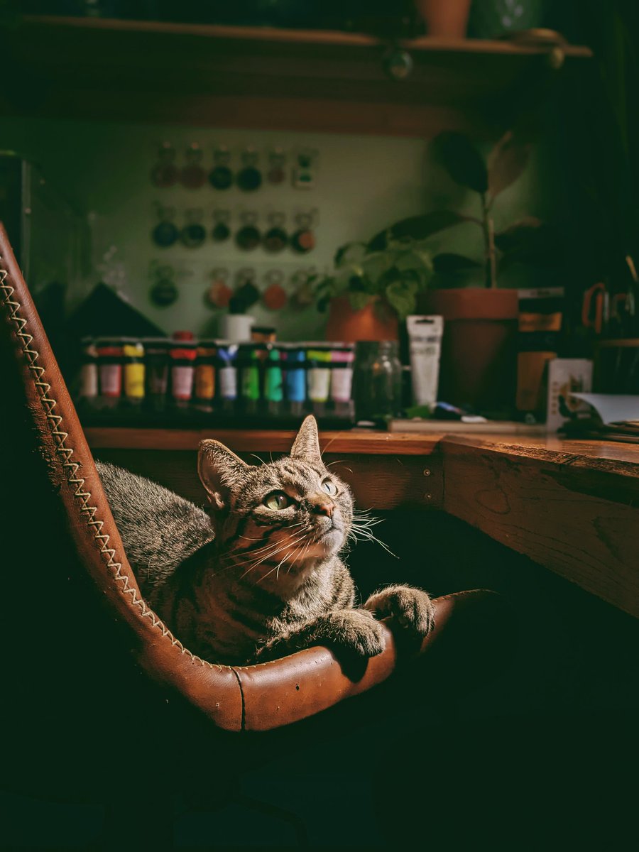 My little Troublemaker. 🌿 #catsofTwitter #cat