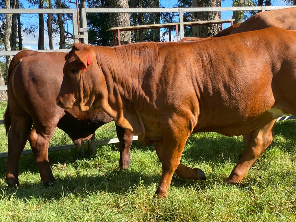 NdumisoGule1's tweet image. Top Beefmaster Genetics in Eastern Cape