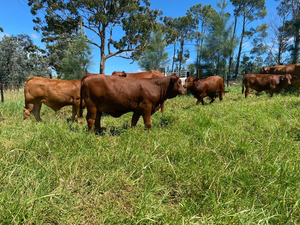 NdumisoGule1's tweet image. Top Beefmaster Genetics in Eastern Cape