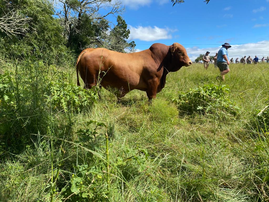 NdumisoGule1's tweet image. Top Beefmaster Genetics in Eastern Cape