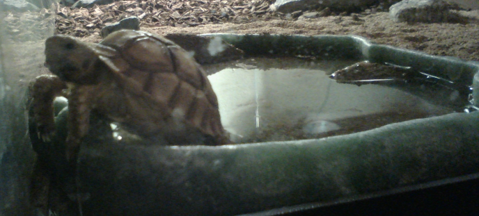 koopa_dude's tweet photo. I needed my own account, Im not a baby https://t.co/JHcHE7AXg9