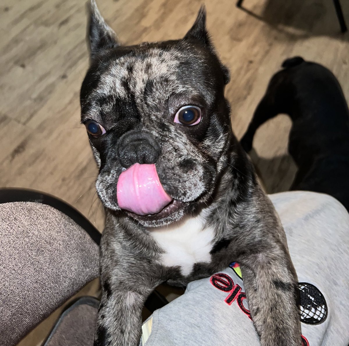 HalftimeMerle's tweet image. I got caught off guard but I’m listening to the background 😆check out my tounge 🥶#DogsofTwittter #cute #frenchbulldog #puppy