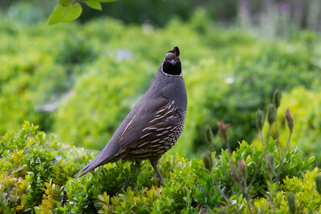 We've spotted some quail this week! So happy to have them back scurrying around. Can't wait to see their little ones later this year. 
📷: Stephen Ciauri