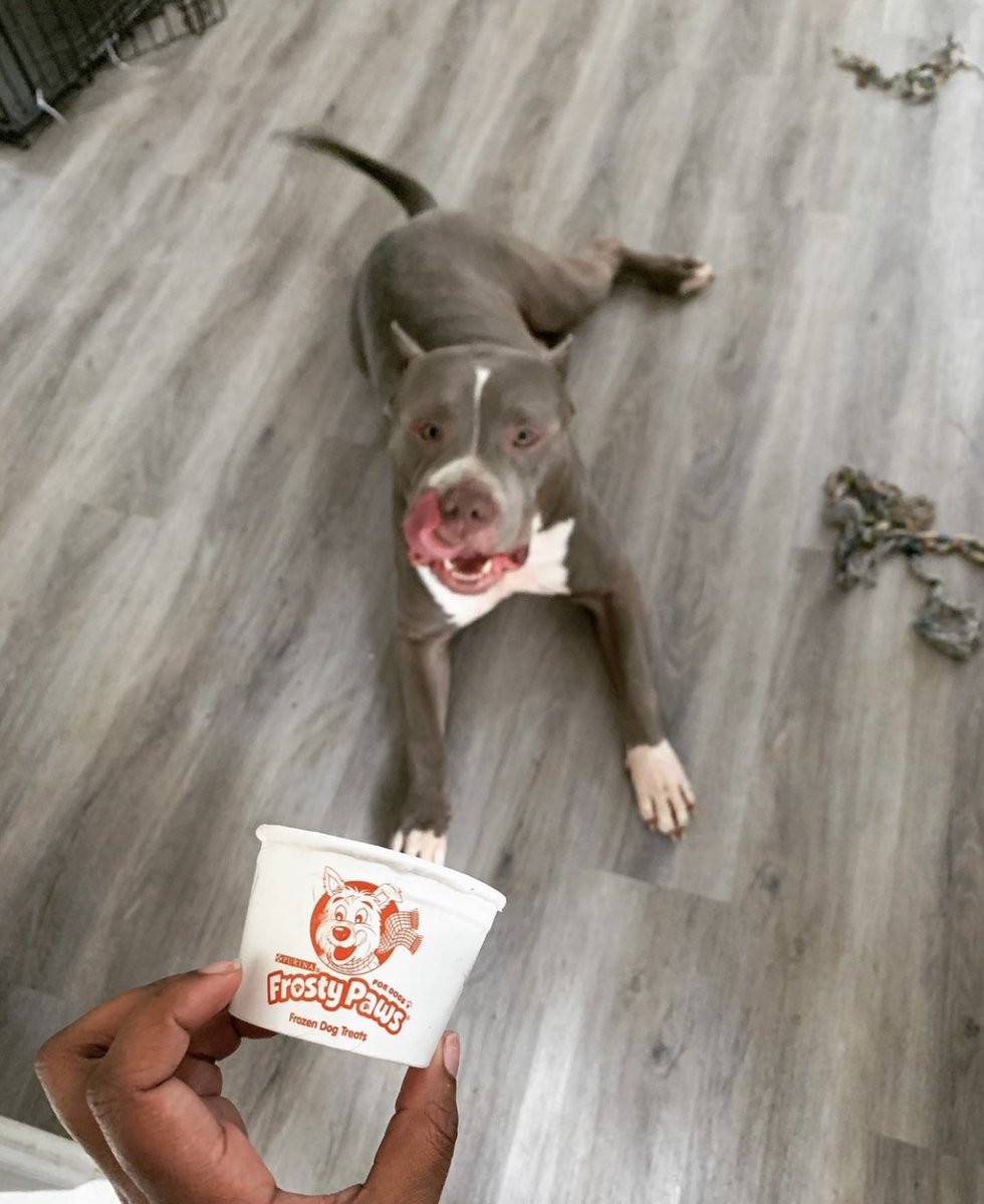 Queen loves Frosty Paws, she has good taste ❄️ 💙 #WoofWednesday

📸: irresistible_bullies (on Instagram)