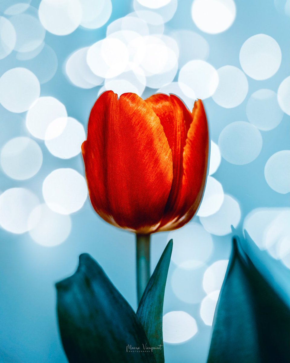 Brighter times 🌷

#macrophotography #ThePhotoHour #macrohour #Tulip #bokeh