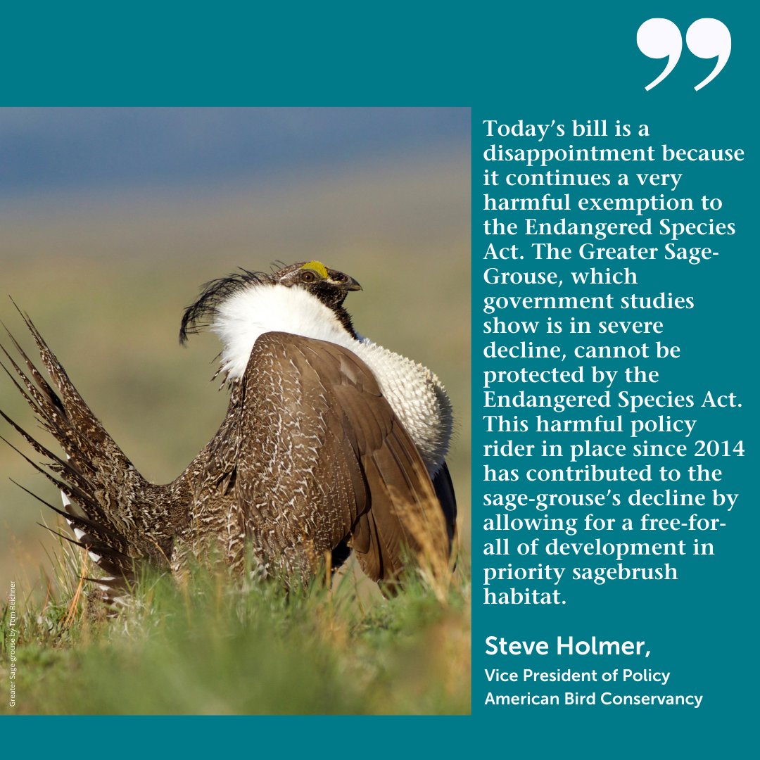 ABCbirds's tweet photo. The final FY2022 spending bill is out and it yet again included a rider that prevents any funding from being used to protect Greater Sage-grouse under the Endangered Species Act. It's disappointing to say the least. 

Read our full statement here:
https://t.co/qEmrNe4JpW https://t.co/Rd3QPvMYdP
