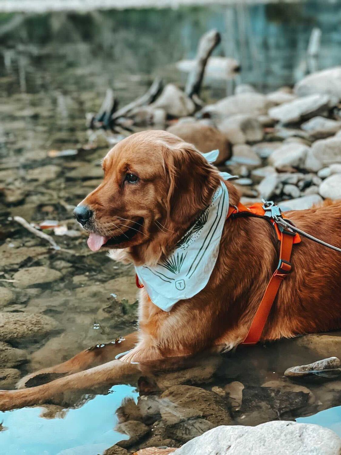 tecovas-on-twitter-the-water-feels-good-y-all-https-t-co