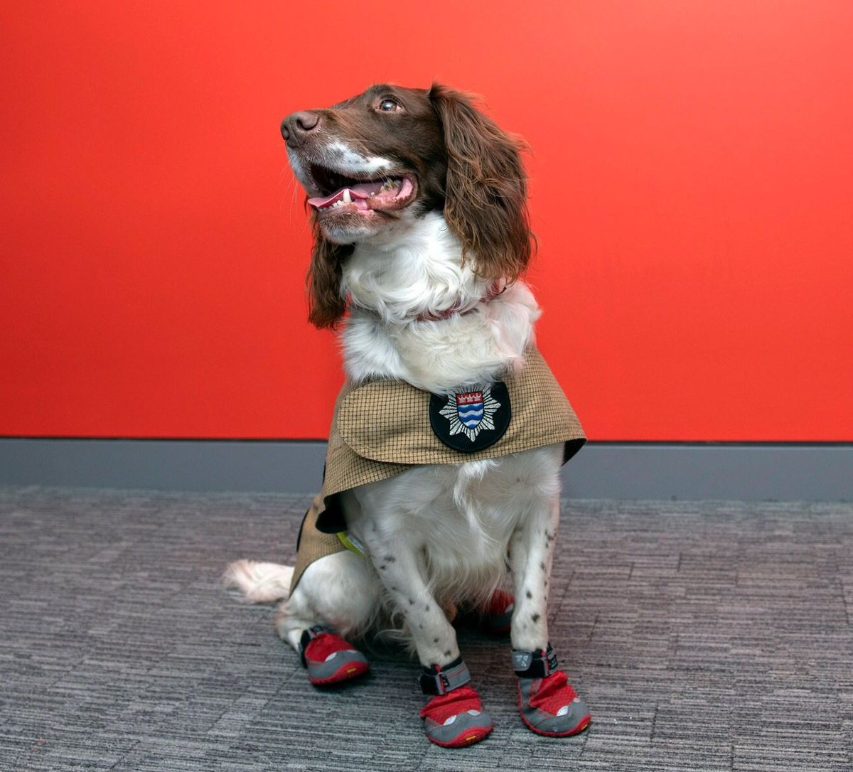 SadiqKhan's tweet photo. Fire Investigation dog &amp; all-round superstar Simba is trained to sniff out flammable substances &amp; help determine if fires have been started deliberately.

He's made the shortlist for @TheKennelClubUK's Hero Dog award &amp; needs our votes!

#VoteSimba here: 🐾 https://t.co/jO7RXPiZs9 https://t.co/TIWcAUBI0O