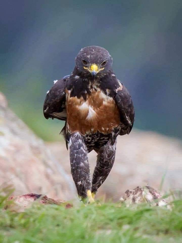 PakistanJannatt's tweet photo. Photographer Clint Ralph spotted a hawk walking like a soldier in search of food.

📷Clint Ralph https://t.co/LI3kXJty76