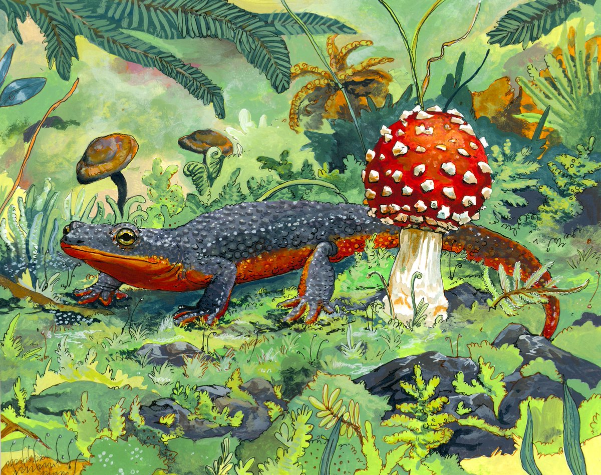 poodlewool's tweet photo. Rough-skinned newt! https://t.co/WXQpIgcwvo
