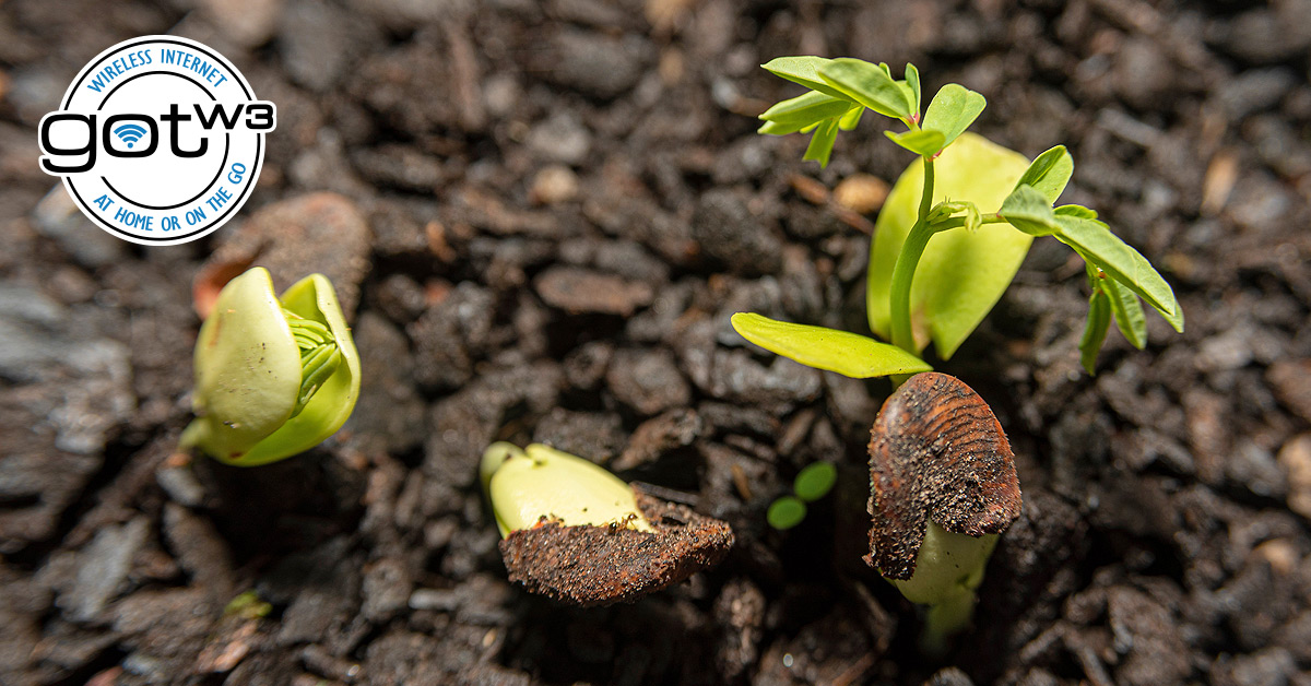 gotW3internet's tweet photo. Spring is almost here - time to think about that garden you've always wanted to plant. If you're a first time gardener follow these 8 tips for planning and planting and you'll be a green thumber in no time. https://t.co/hXQEb8daay #gotW3internet #gardening #interneteverywhere https://t.co/jV47wMXzJc