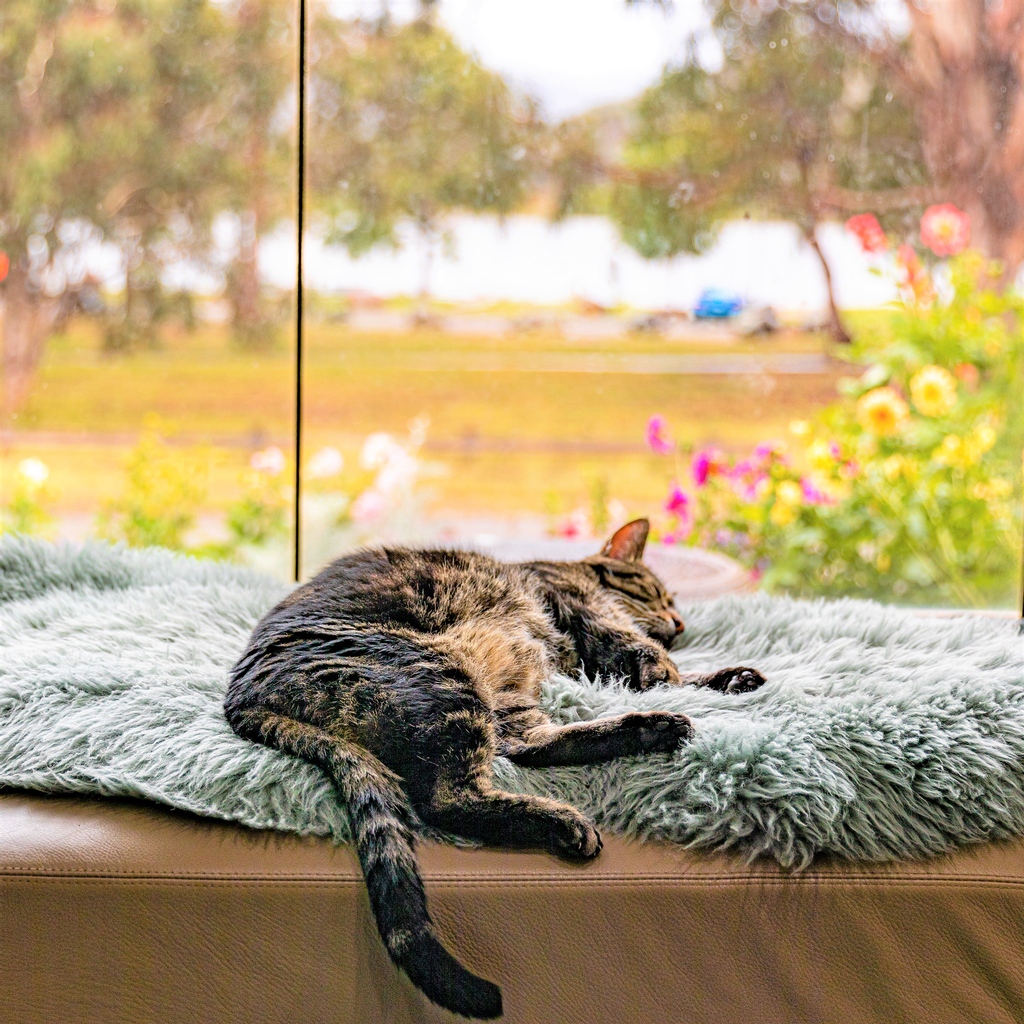 canberrastreets's tweet photo. Kit waiting for the afternoon sun to hit him as he snoozes.
.
.β
.β
#thiscanberranlife #canberralife #rspcaact #catsofcanberra #rescuecat https://t.co/9P5LtlYcOp