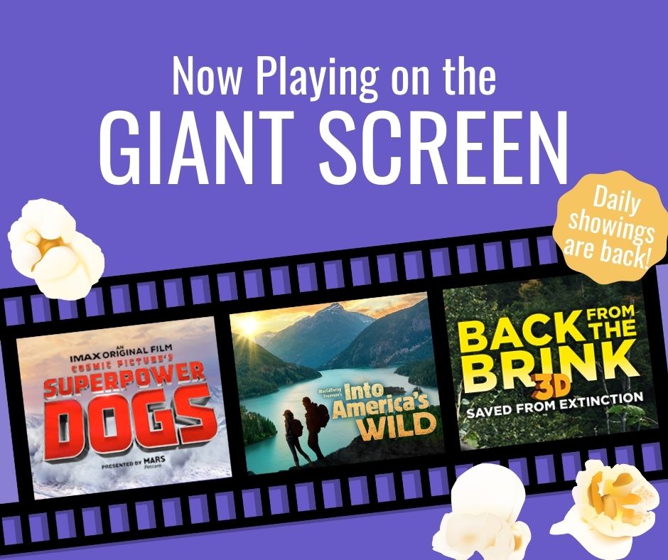 PutnamMuseum's tweet photo. Good news! Repairs are complete in the GIANT Screen theater and we're back to playing movies today. View show times at https://t.co/PZe23oif0x. See you soon! 🍿#PutnamMuseum #VisitQuadCities #TagtheQC #QCThatsWhere #TravelIowa #IntoAmericasWild #SuperpowerDogs #BackfromtheBrink https://t.co/vMyMHICAIX