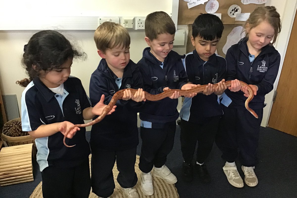 LaxtonJunior's tweet photo. What an amazing afternoon for #LJSReception. The children got to meet Cara the hen, Pumpkin the rat and Django the corn snake, exploring fur, feathers and scales first hand. Thank you so much Mrs Scott for letting us meet your friendly pets. #Opportunity #WeAreLJS https://t.co/uUFHZUZ6Sx