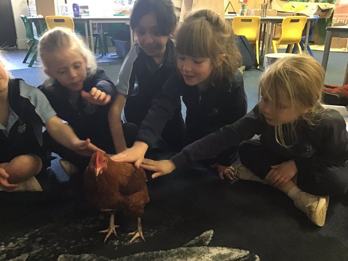 LaxtonJunior's tweet photo. What an amazing afternoon for #LJSReception. The children got to meet Cara the hen, Pumpkin the rat and Django the corn snake, exploring fur, feathers and scales first hand. Thank you so much Mrs Scott for letting us meet your friendly pets. #Opportunity #WeAreLJS https://t.co/uUFHZUZ6Sx