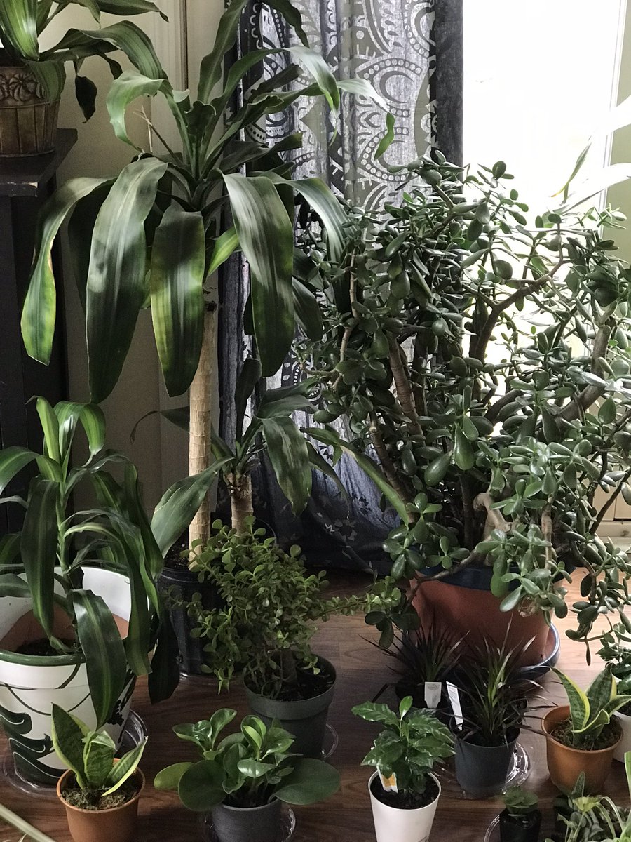 I love my plant babies. 🪴💚 #plants #plantlove #peace