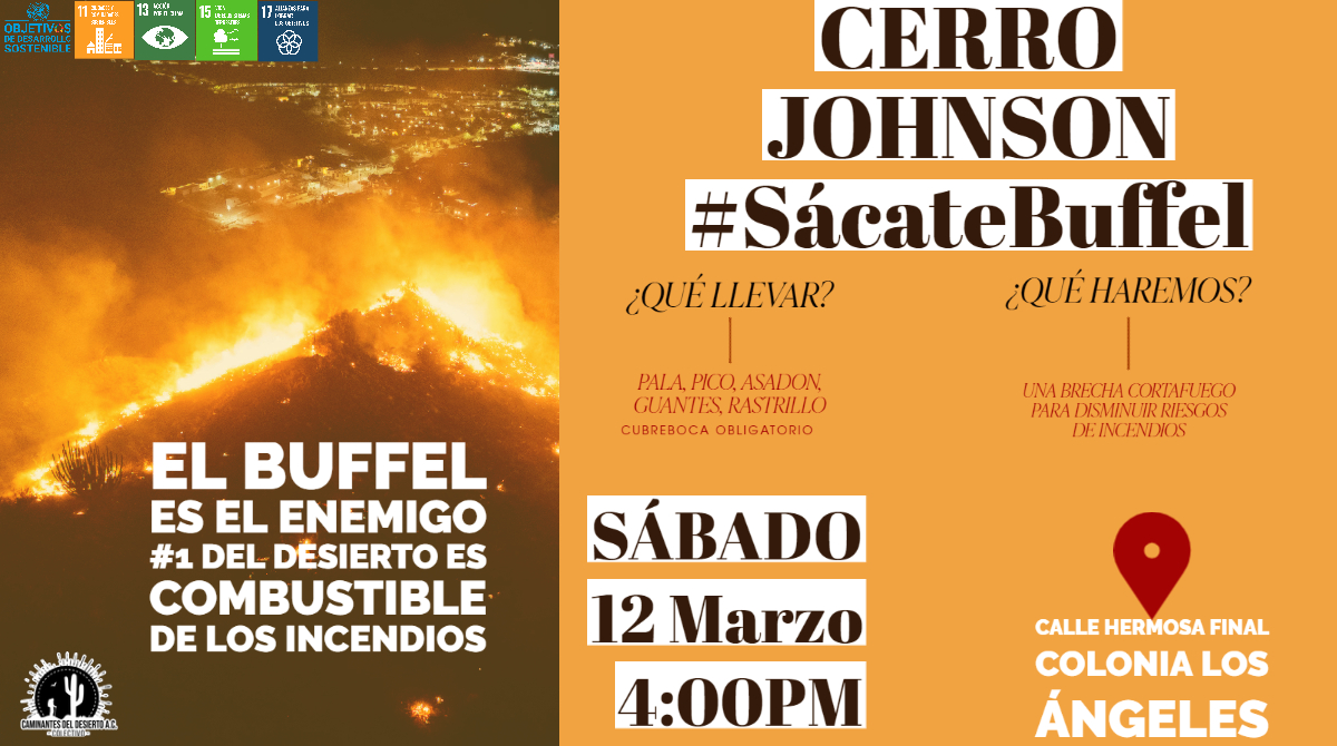 CDDesierto's tweet photo. En el #CerroJohnson está demostrada la utilidad del #CinturonVerde como brecha cortafuego al limitar el daño ocasionado por los incendios de buffel.
Únete este Sábado a las 4PM para construir un nuevo cortafuego. #SácateBuffel https://t.co/OlSMhIt6dT