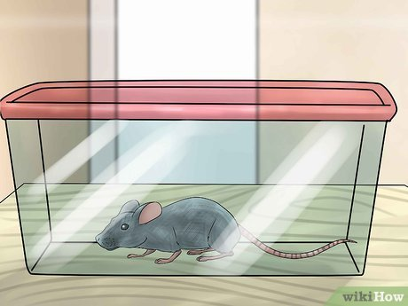 BillChe43677296's tweet photo. After these tests, they’re typically euthanized with carbon dioxide, the typical method for killing rats “humanely” even though it’s confirmed to cause distress in a rat’s final moments (Andrews). #39canimals https://t.co/oi04Q6ptph