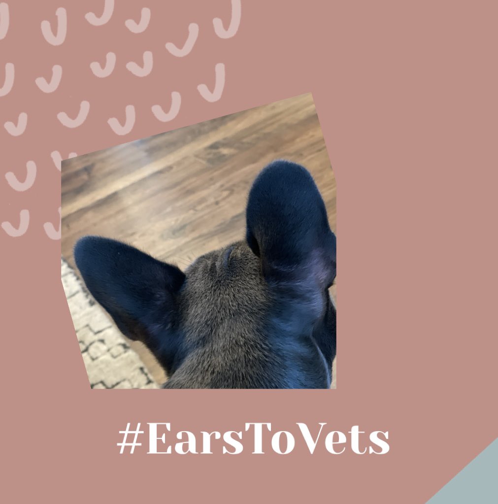 Smohr's tweet photo. A little late to the game. Better late than never. #earstovets https://t.co/E3BgiDRrfa