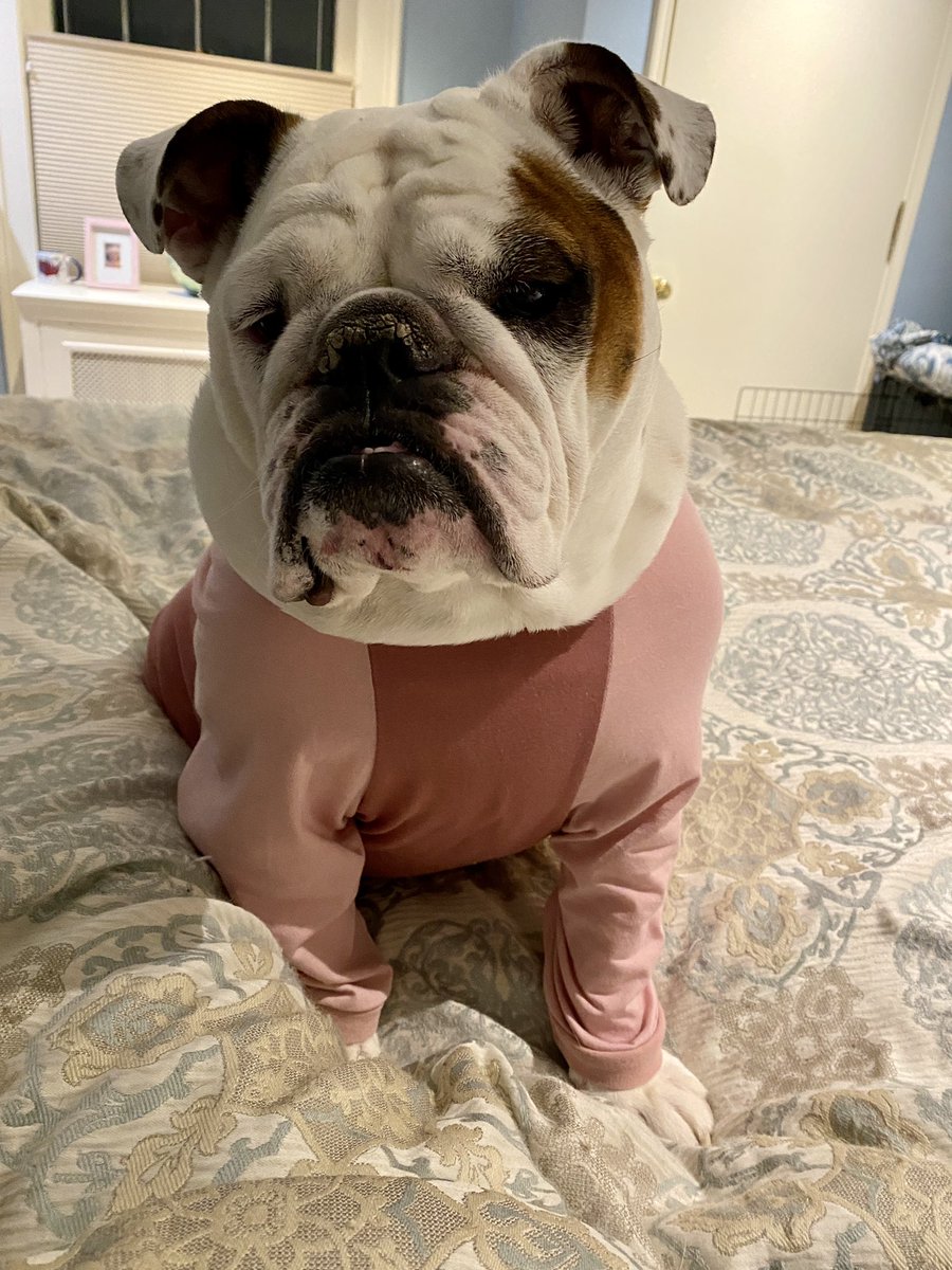 Catsemail's tweet image. Chupey is in her jammies and ready for bed.