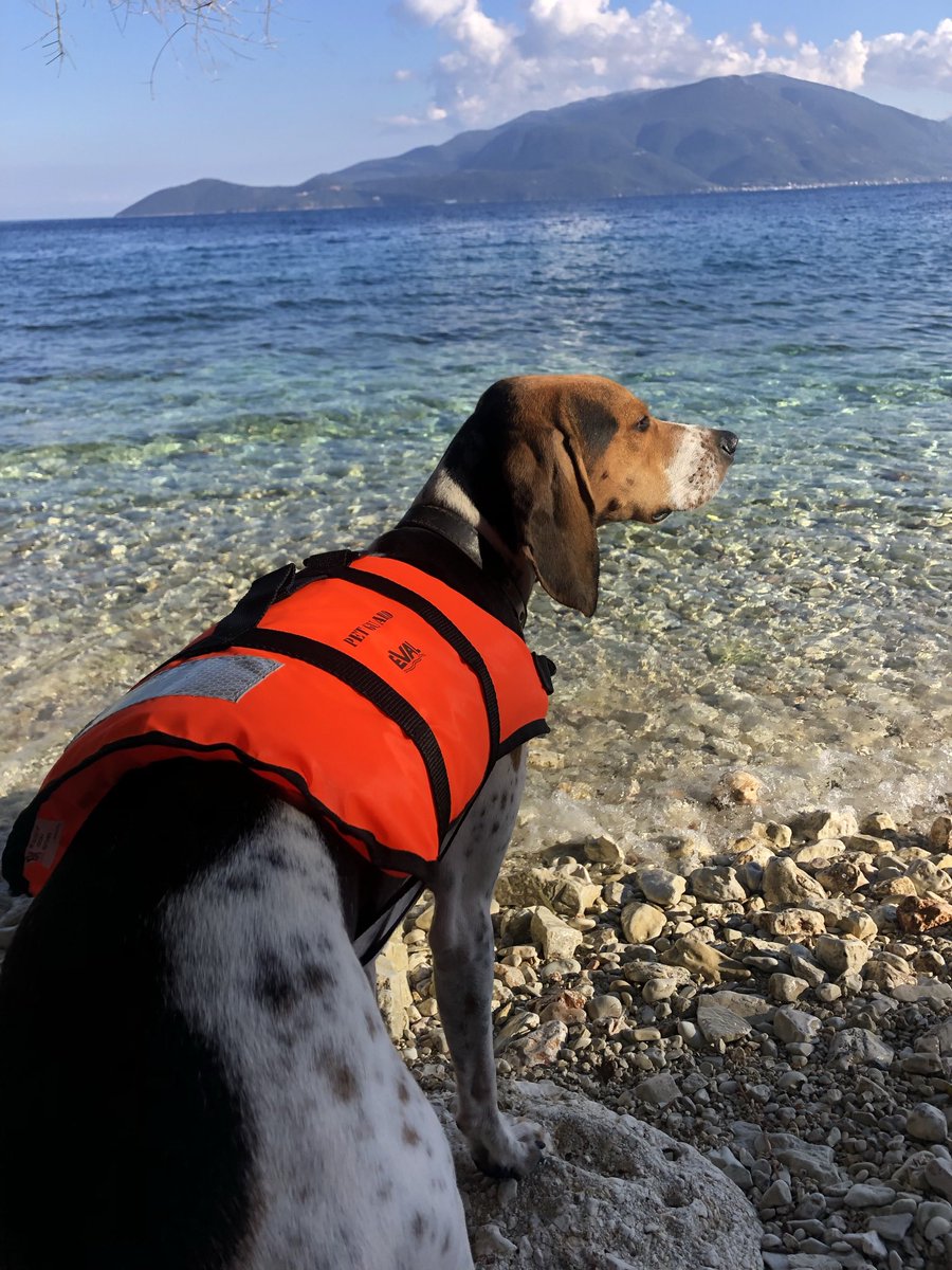 SharoneMcKee's tweet photo. @dog_rates Hold that float, Basils coming to rescue you Muffin #pupwatch https://t.co/obP9ZNpjQG