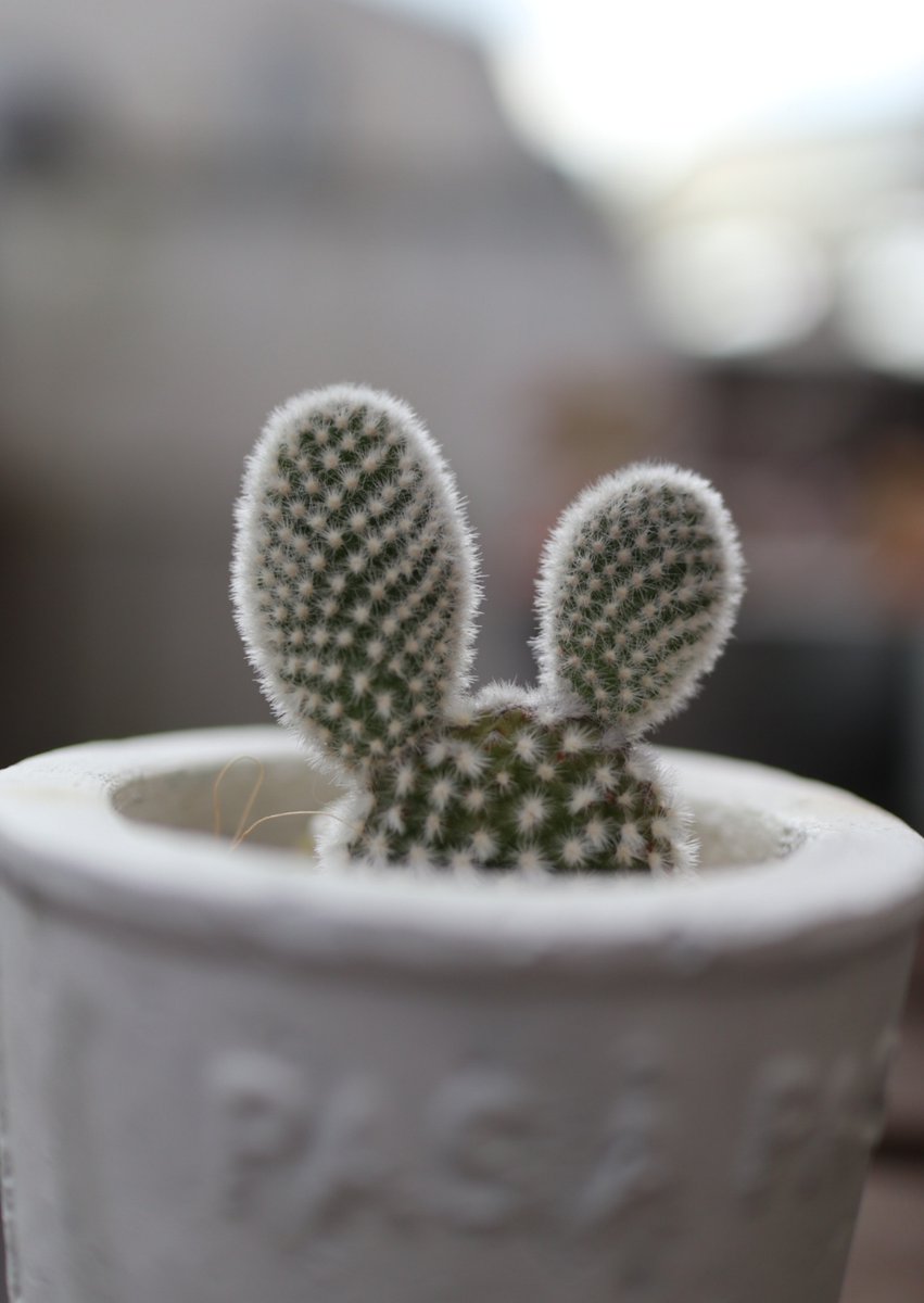 今日は #サボテンの日 GreenSnapで人気のバニーカクタス。 うさぎの耳