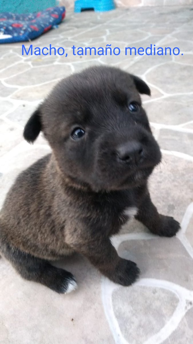 VIBRAmascotas's tweet photo. En total son 8 bebés que necesitan una familia , hay machos y hembras #AdoptaNoCompres #rt #cdmx https://t.co/egtUCugAqt
