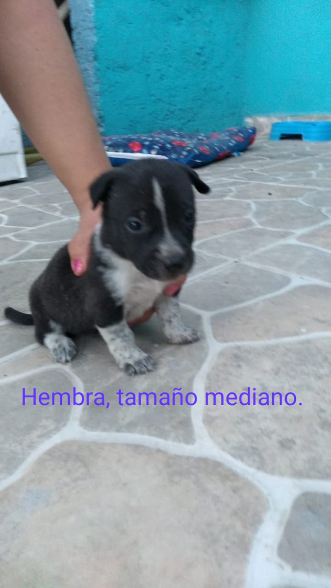 VIBRAmascotas's tweet photo. En total son 8 bebés que necesitan una familia , hay machos y hembras #AdoptaNoCompres #rt #cdmx https://t.co/egtUCugAqt