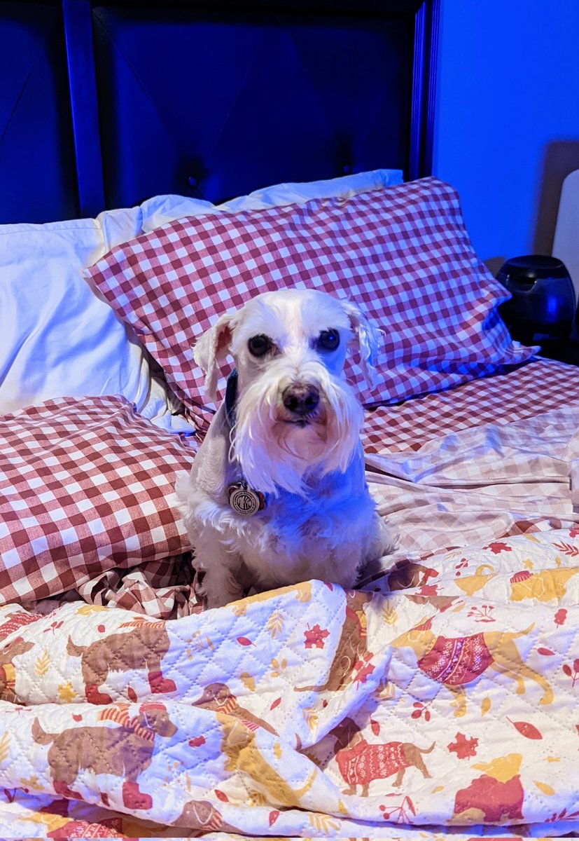 Jessikapetsit's tweet photo. #roverdotcom #roversitter #dogsofhouston https://t.co/pzaHknD5Fn