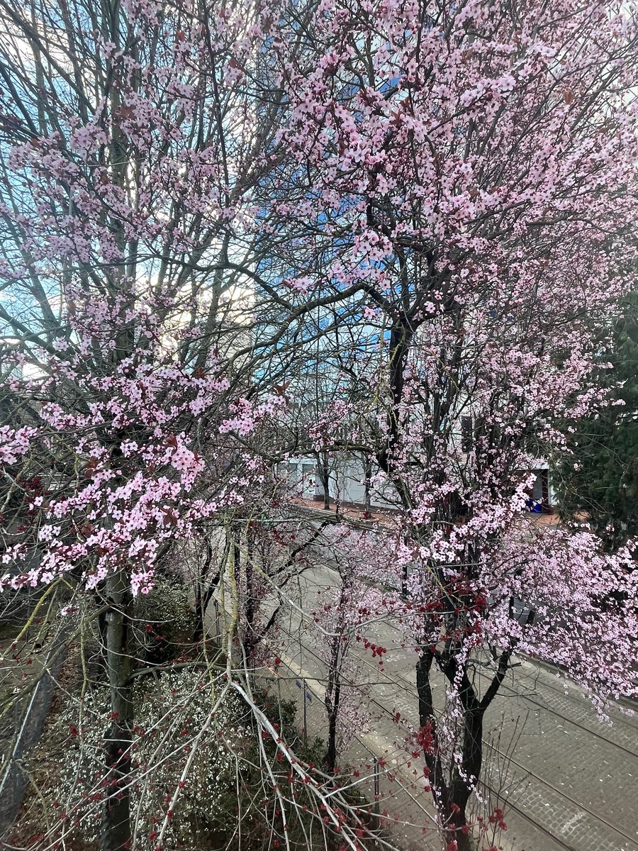 SmilingGrouch's tweet image. Good Morning, trees!