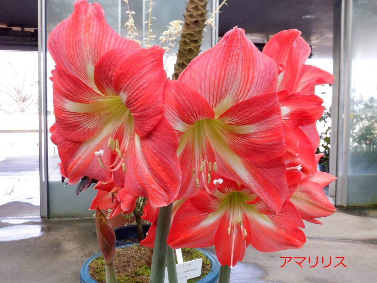 温室のエントランスにみごろのアマリリスを展示中 奥の通路ではチョウセンエンゴサクの小さな花が咲いています グラデーションの花色が魅力で 根っこは漢方薬にも この他にも館内では鮮やかな色彩の花や実が楽しめます 最新の温室情報 新宿御苑 温室 薬用 温室のエントランスにみごろのアマリリスを展示中 奥の通路ではチョウセンエンゴサクの小さな花が咲いています グラデーションの花色が魅力で 根っこは漢方薬にも この他にも館内では鮮やかな色彩の花や実が楽しめます 最新の温室情報 新宿御苑 温室 薬用