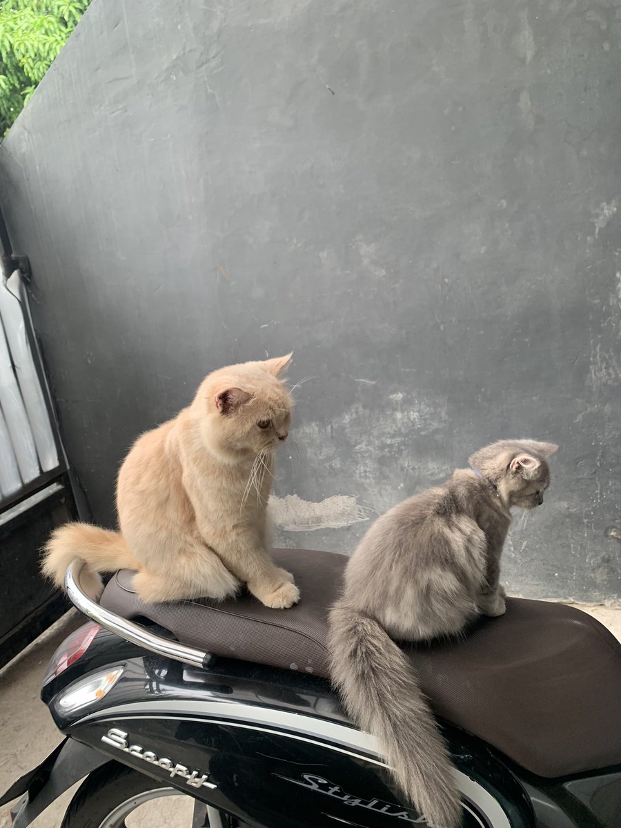mau berangkat sekolah 🐈