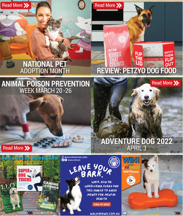 OzDogLover's tweet photo. Are you receiving #AustralianDogLoverMagazine each month for the latest #dognews? Catch up with 𝗠𝗮𝗿𝗰𝗵 𝟮𝟬𝟮𝟮 No.79: https://t.co/Fa4FS0MO9G

15 #BoredomBusters👅🐕, 5 Daily Enrichment Activities, Animal Poison Prevention Month, Review: #Petzyo,🎁Win a #FitPAWS #K9FITbone❗️ https://t.co/a86S60UVvx