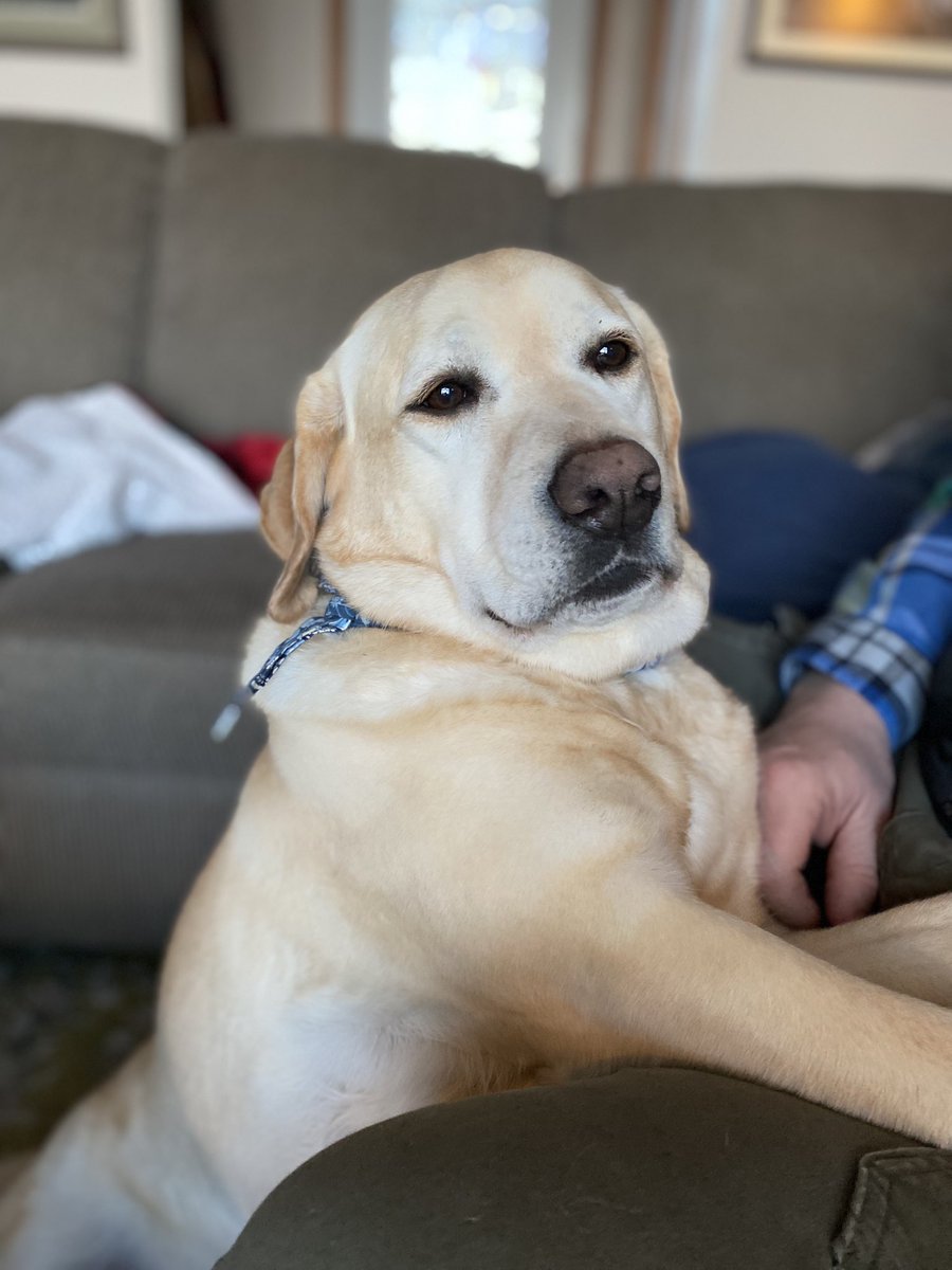 cudmorecc's tweet photo. @susanhopkins5 @Self_Reg Thanks you! Here is one of the snuggly pets at my house, Rosie. 🌹#TMCTalks https://t.co/bIlc6Ezwil
