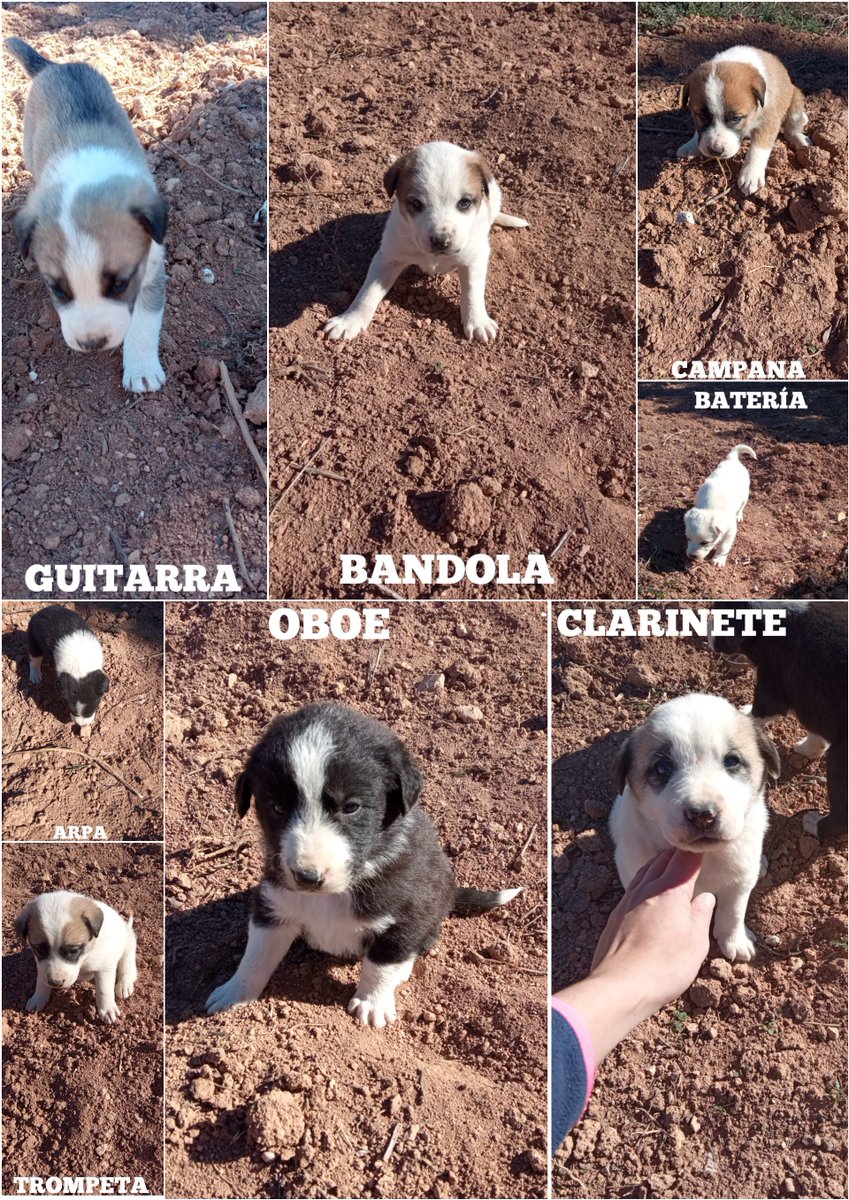 NUEVA VIDA ADOPCIONES tweet media
